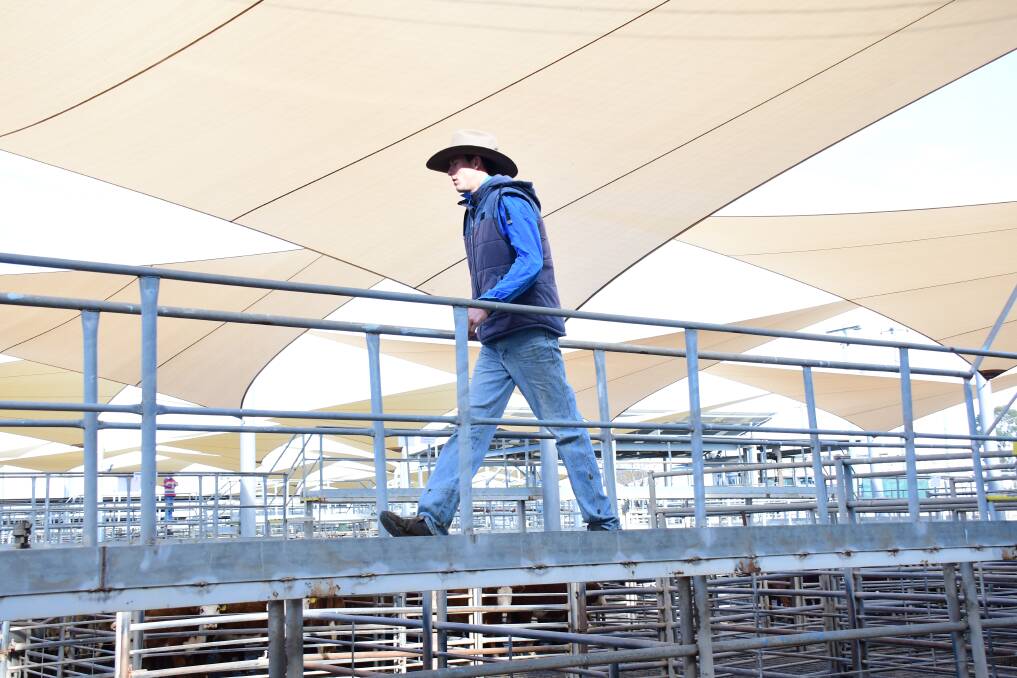 FUTURE DEVELOPMENT: There are currently two combined store cattle sales at the Dubbo saleyards but that could change. Photo: AMY McINTYRE