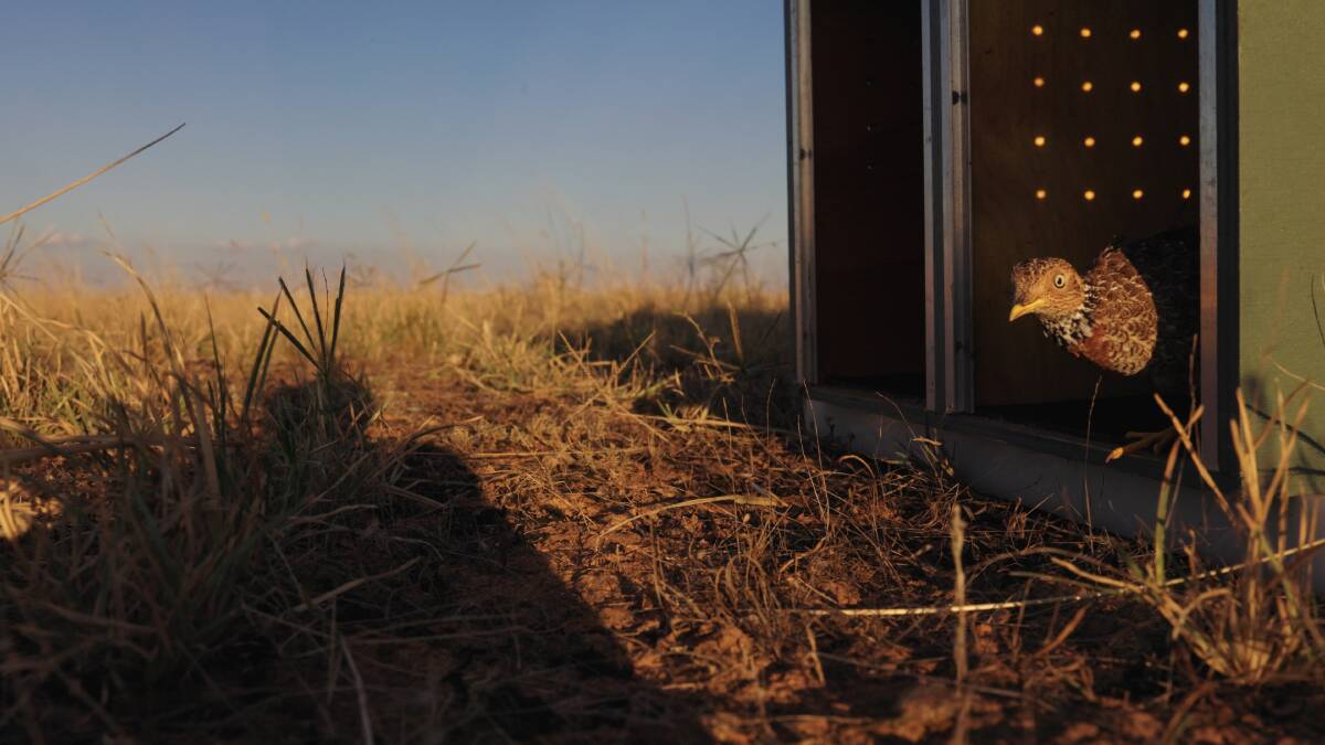 WELCOME: A plains-wanderer being released into the wild. Picture: CONTRIBUTED