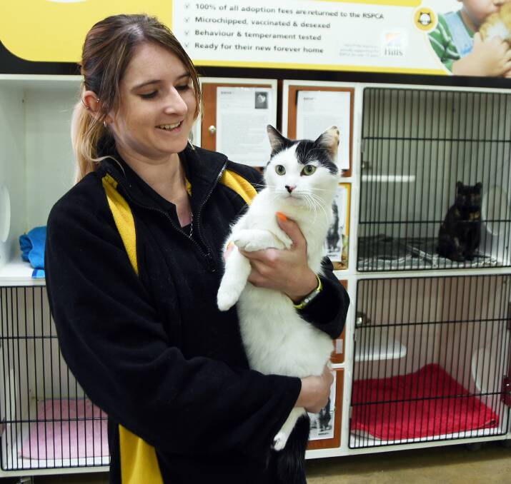 INTERNATIONAL CAT DAY: Petbarn Dubbo's Lily Wilson and cat Milk, who is one of the many currently available for a new home this International Cat Day. Photo: BELINDA SOOLE