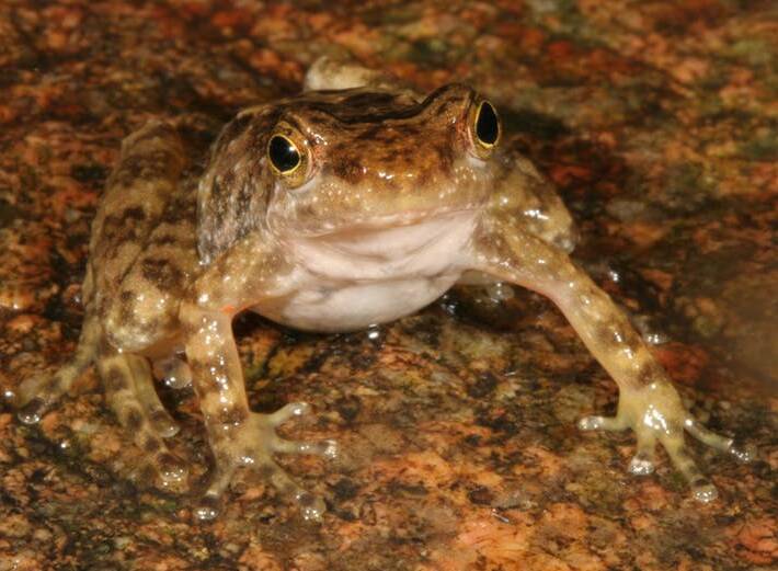 The fundraiser is helping to save the critically endangered Kroombit Tinker Frog. Photo: Smithsonian's National Zoo 
