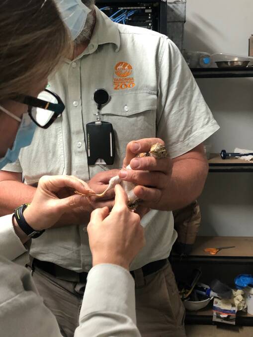CHECK-UP: A Plains-wanderer chick pictured receiving a health check. During these checks, the birds are weighed and have their whole body assessed.