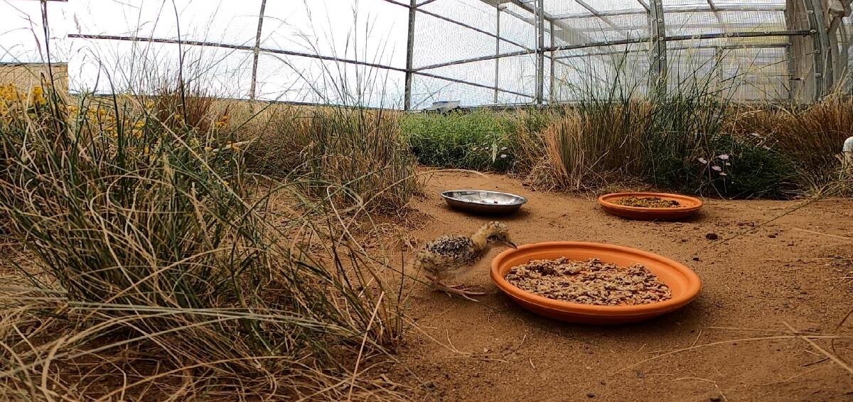 STRATEGY: The Plains-wanderer conservation breeding program is part of the National Recovery Plan.