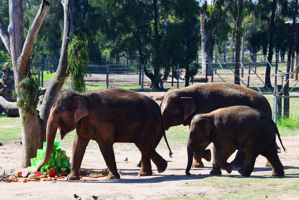 Dubbo elephants celebrate Christmas early with special meal