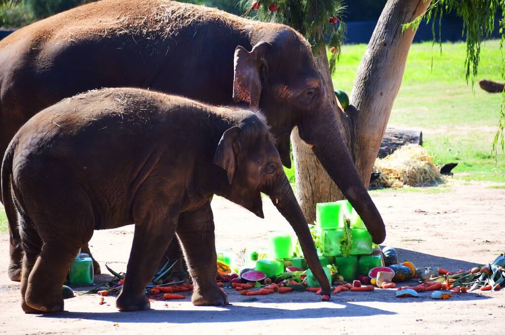 MERRY CHRISTMAS: The Asian elephants at Dubbo's Taronga Western Plains Zoo were given a special Christmas tree made of all their favourite foods on Thursday. Picture: AMY McINTYRE
