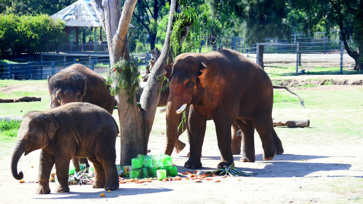 Dubbo elephants celebrate Christmas early with special meal