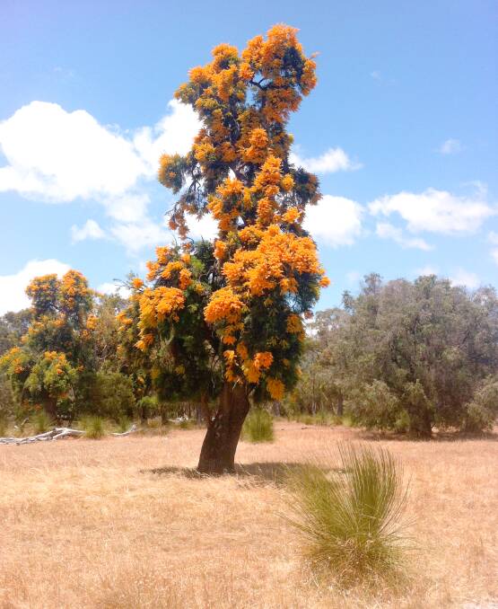 Nuytsia floribunda, or Moodjar, also known as 'tree of souls' in Noongar culture. Photo: Frank Bear