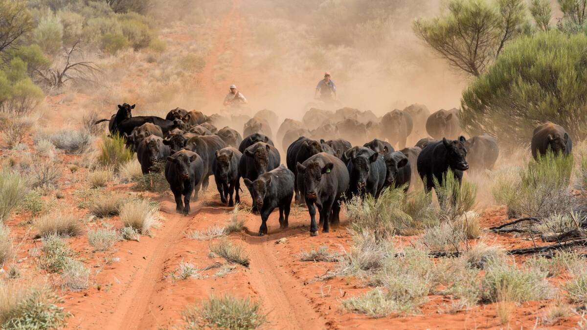 Cattle at Tieyon Station in the Northern Territory were put on agistment at Bourke and will sell at Dubbo. File photo: Mark Trumble 