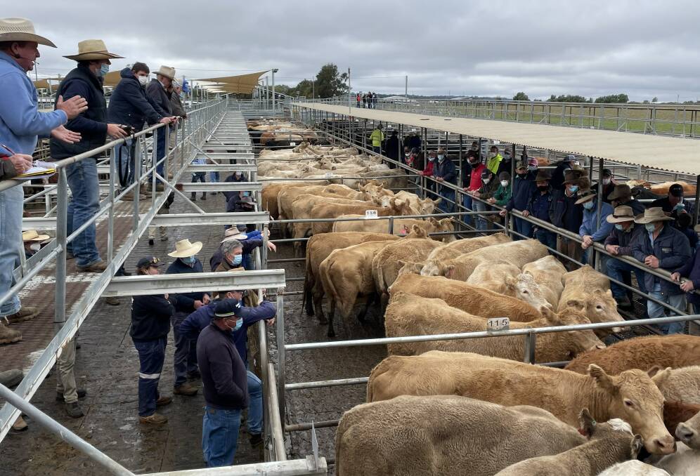 Mark Garland, PT Lord Dakin and Associates, Dubbo, sold a line of pregnancy-tested-in-calf cows as part of a herd dispersal of Wyanna Partnership, "Gundy", Mendooran. The tops of their PTIC Charolais and Charolais-cross cows made $2880 a head. Photo: Rebecca Cooper