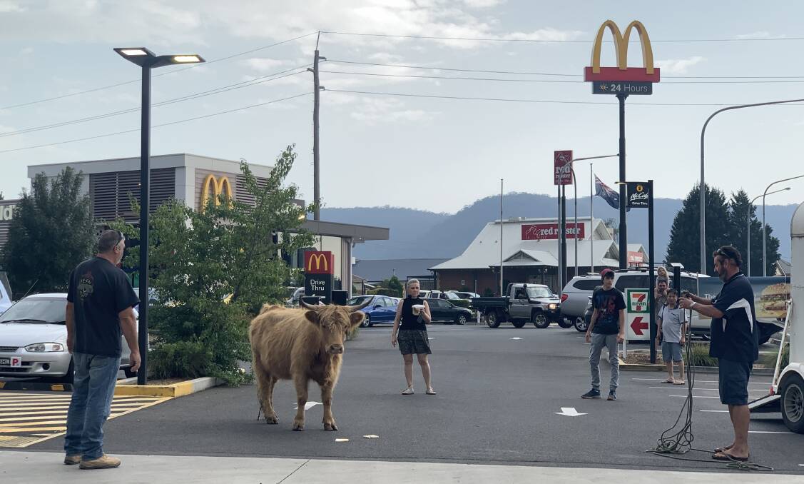 ON THE LOOSE: An escaped cow was seen running through the carpark of Lithgow McDonald's and also in between cars on the Great Western Highway. Photo: NADINE MORTON