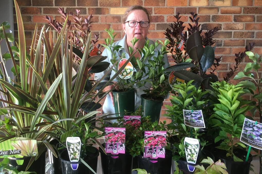 GOING GREEN: People have been buying up on plants in the past few weeks as coronavirus restrictions force them to stay home, Dun Lah Nursery owner Robyn Davis says. Photo: SUPPLIED
