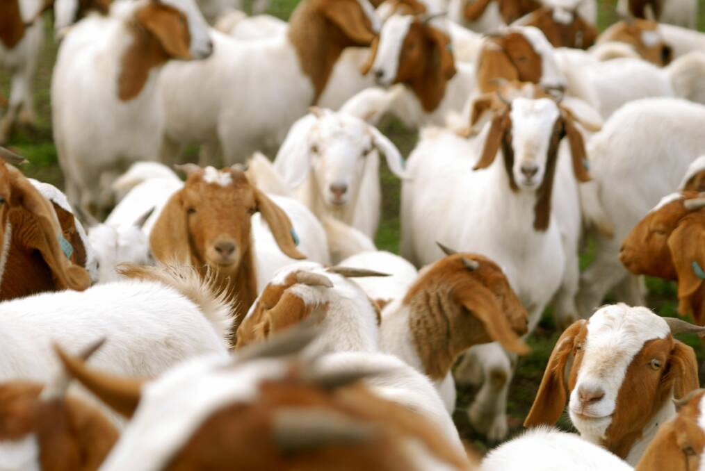GONE: Around 130 goats have been reported stolen from a property in Walgett. Photo: FILE