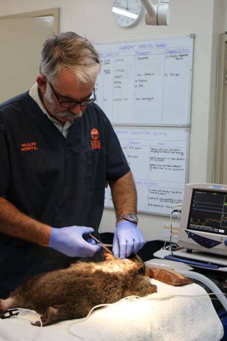 ROAD TO RECOVERY: Zoo veterinarian Dr Benn Bryant removes dead skin from the wound area. Photo: SUPPLIED