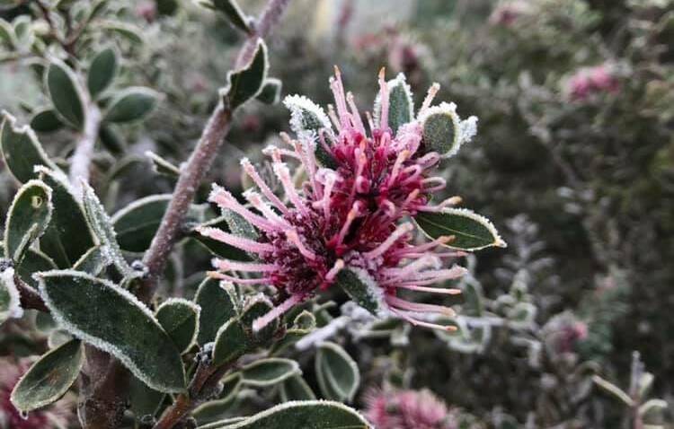 BEAUTIFUL: This frosty flower was spotted in Forbes on Thursday morning. Photo: FORBES ADVOCATE