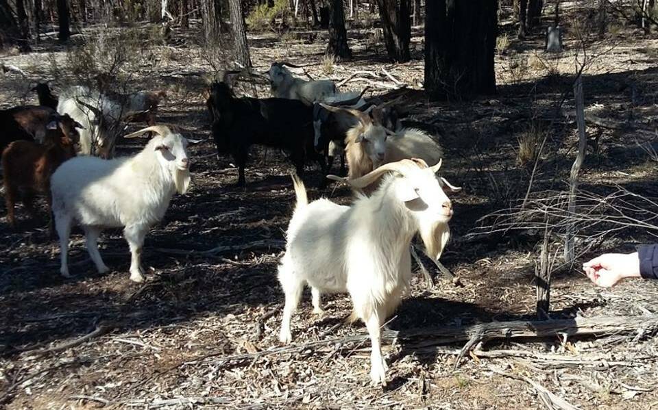 ILLEGAL HUNT: A Sydney man has been charged by NSW Police with hunting on private land without permission. Photo: NSW POLICE 090318rural