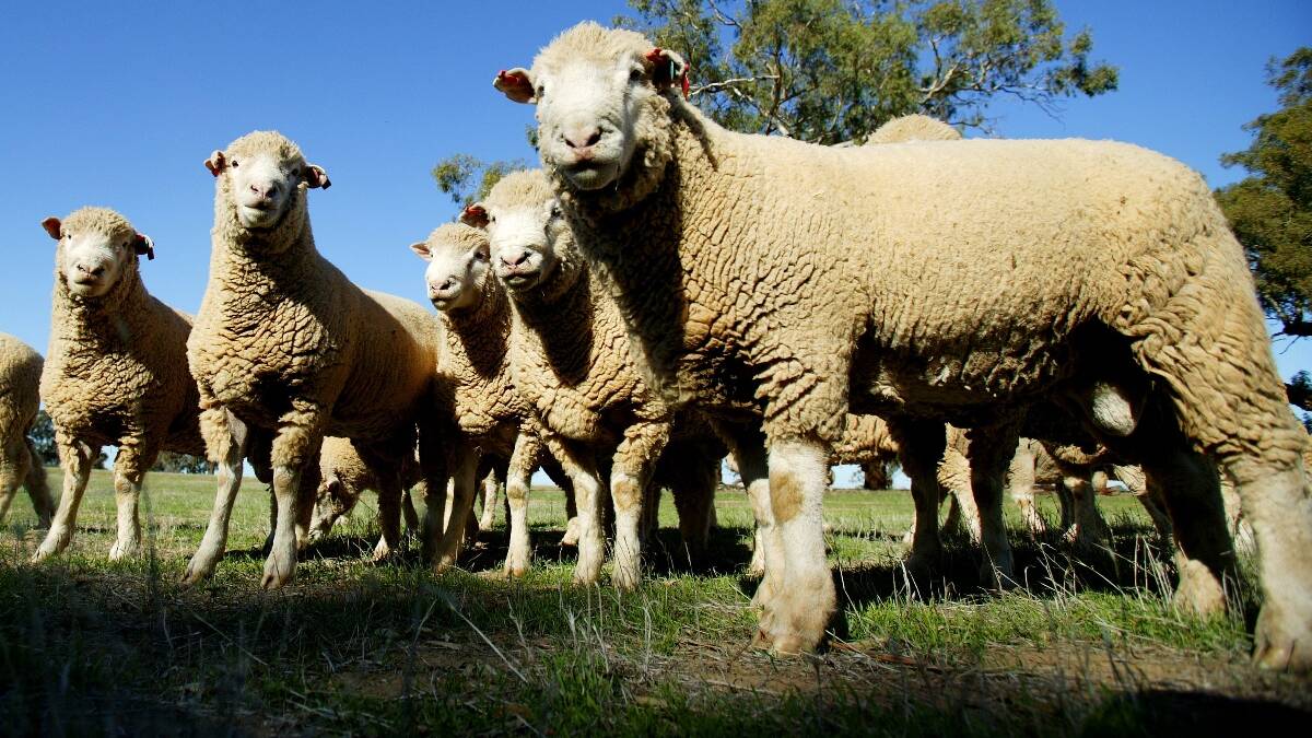 WARNING ISSUED: Cold weather warning to sheep graziers in Central Tablelands. Photo: FILE