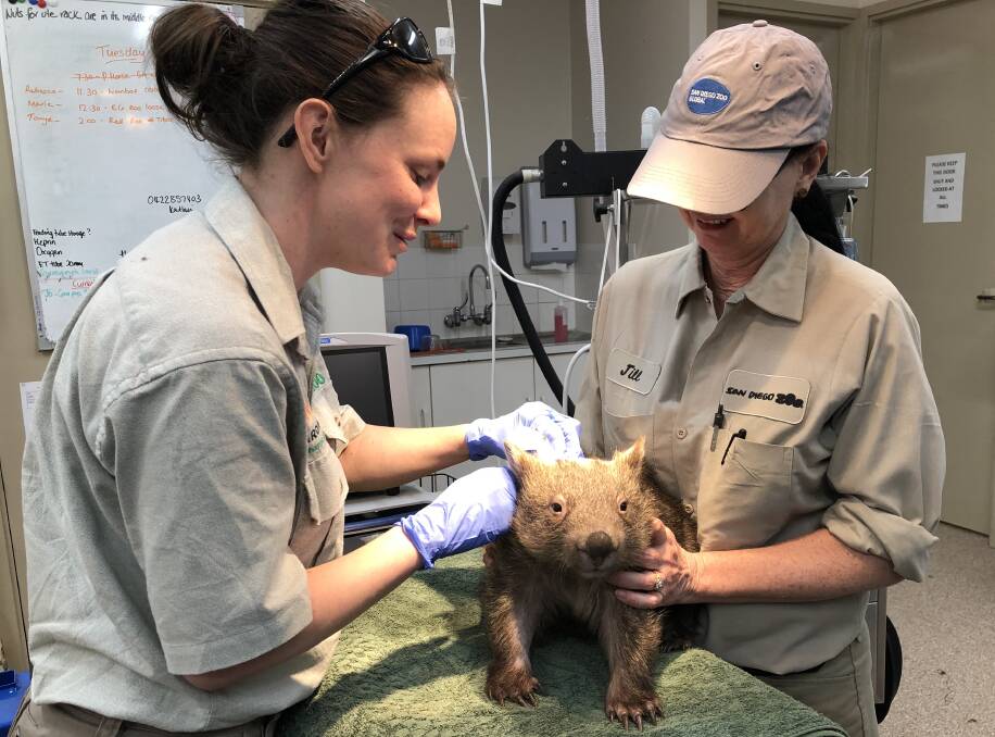 ROAD TO RECOVERY: The injured wombat with Taronga Western Plains Zoo veterinarian Dr Sarah Alexander and Jill Kuntz, visiting from San Diego Zoo. Photo: SUPPLIED