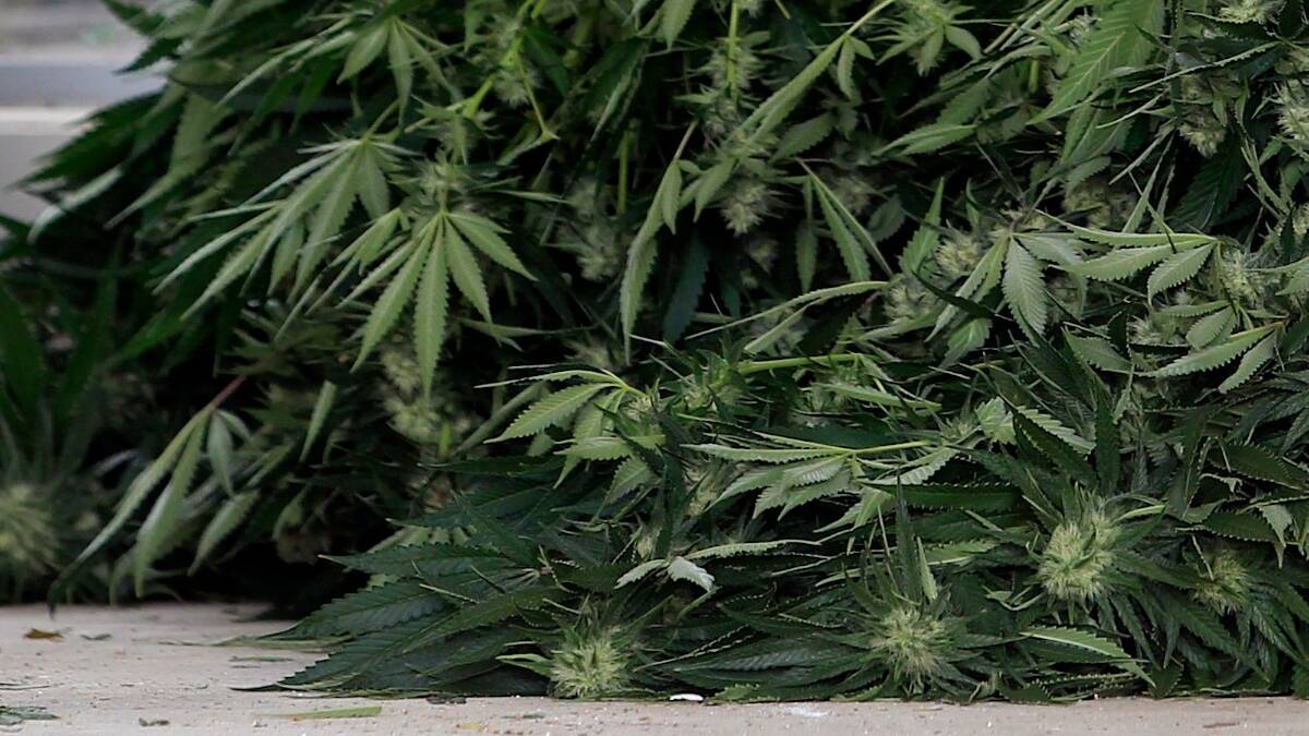 ARREST MADE: Cannabis plants, dried leaf and seed found by police during search, 67-year-old man arrested. Photo: FILE