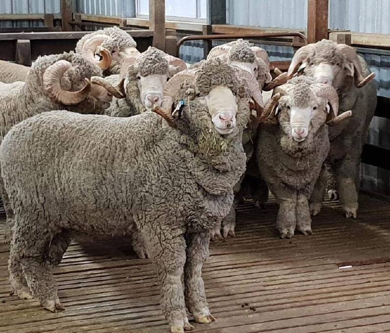 WOOLLY CONCERNS: First came the drought, then came a worldwide pandemic. Photo: POMANARA MERINO STUD
