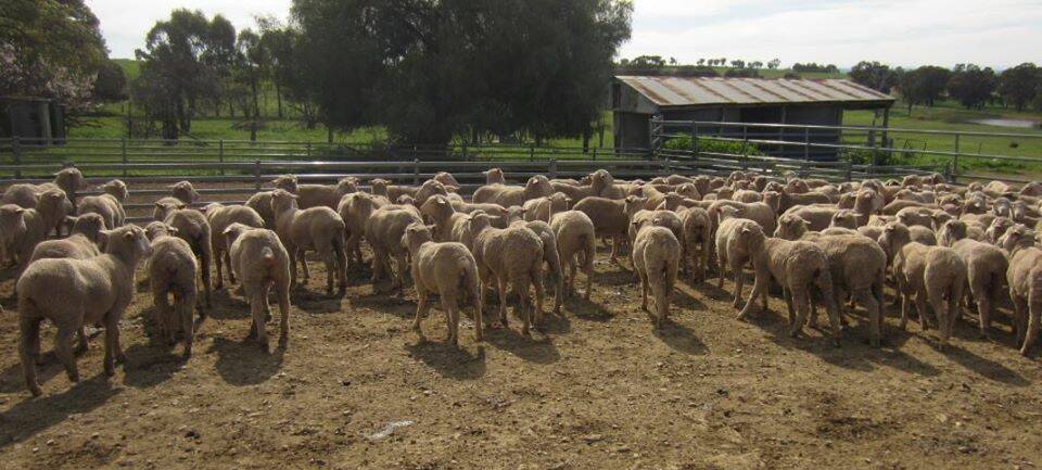 STOLEN: Police say 112 lambs were taken from a property at Tallawang. Photo: NSW POLICE