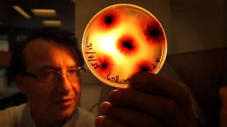 Out from under the microscope … Len Tesoriero, a plant pathologist at the Elizabeth Macarthur Agricultural Institute, holds a Petri dish containing the fungus Fusarium, which can wilt watermelon.