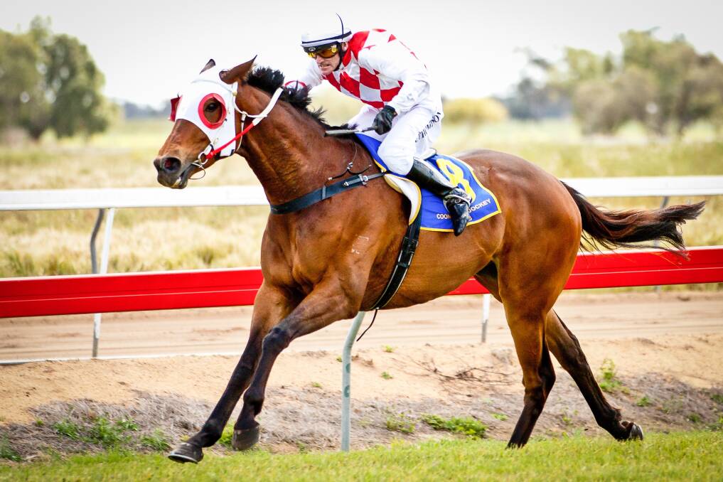 Superbad will be out to win on his home track after doing a lot of recent racing in South Australia. 	Photo: JANIAN McMILLAN (www.racingphotography.com.au)