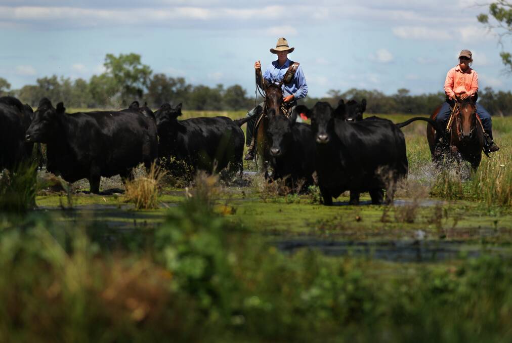 Chairman of the Macquarie Marshes Environmental Landholders Association Garry Hall and his wife Leanne round up cattle on their property in the Macquarie Marshes in February 2011. He has welcomed the signing into law of the Murray-Darling Basin Plan on behalf of association members. 	Photo: KATE GERAGHTY