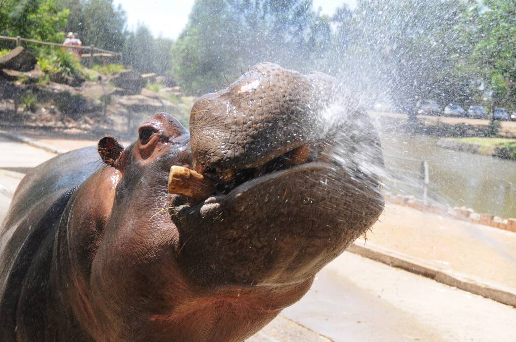 Mana the hippo returns the favour at Taronga Western Plains Zoo yesterday. 	Photo: AMY McINTYRE