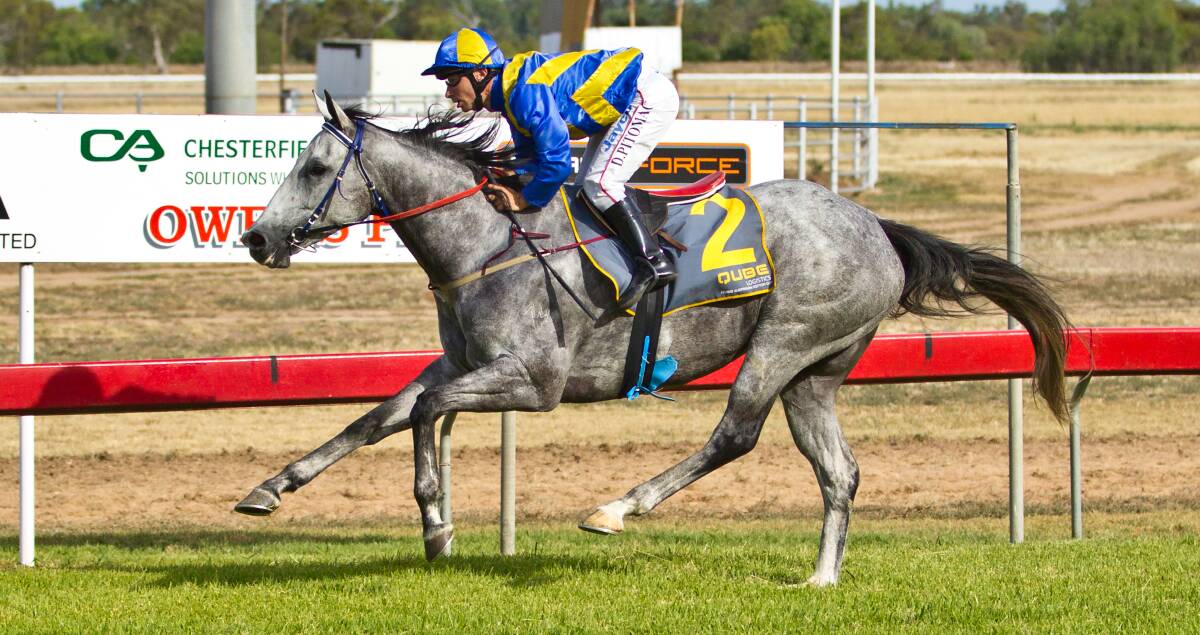 Castlereagh Grey will be out to repeat his impressive debut win when he competes at Wellington on Boxing Day. 			   Photo: JANIAN McMILLAN (www.racingphotography.com.au)