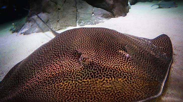 Sydney Aquarium’s leopard ray settles into its new home in the Tropical Bay of Rays habitat.