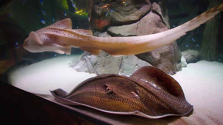 Sydney Aquarium's leopard ray and leopard shark settle into their new home in the Tropical Bay of Rays habitat.