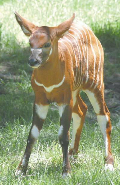 WHAT’S NEW IN THE ZOO: Western Plains Zoo’s newest arrival Ekundu, a baby Bongo Antelope, reluctantly poses for the cameras yesterday.