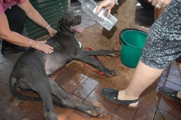 A dehydrated Kane, a four-month-old great dane pup, receives water in Macquarie Street yesterday. Photo: AMY GRIFFITHS