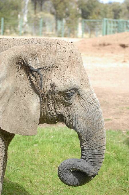 Australia’s oldest African elephant, Taronga Western Plains Zoo’s Yum Yum, died on Sunday.