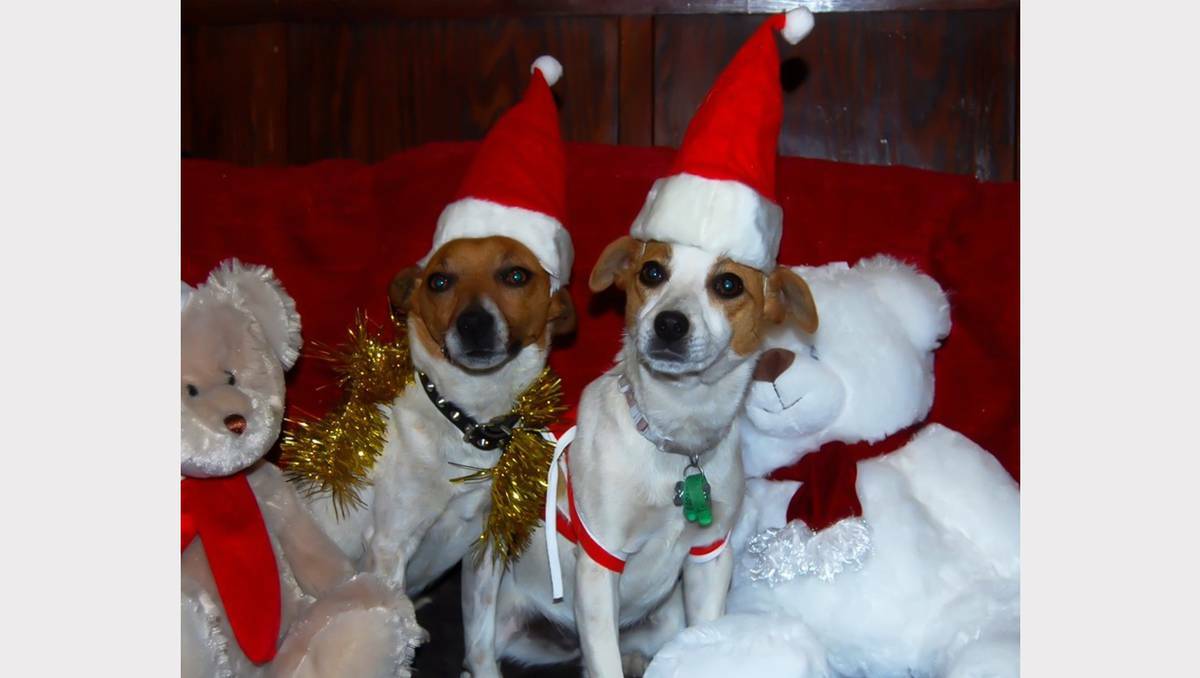 Furry festive fun: Christmas pet parade