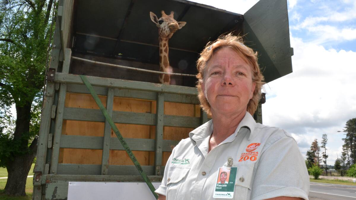 Taronga zookeeper Pascale Benoit is travelling with Kitoto. Photo: BRIAN WOOD