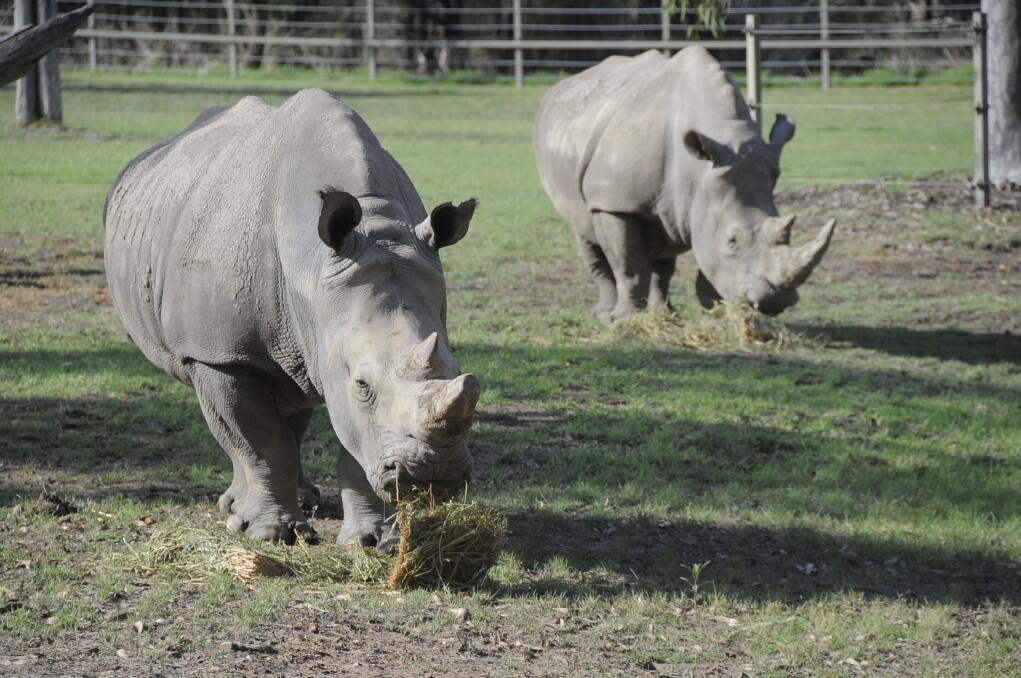 Likewizi has returned to Taronga Western Plains Zoo to join Mopani and help fill the hole left the mystery death of four female white rhinos in 2012.