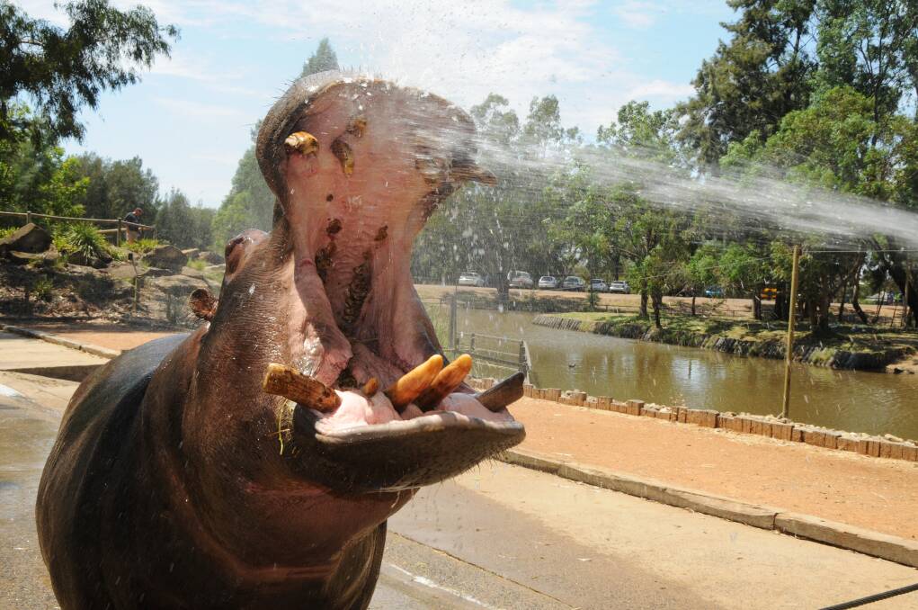 Mana the hippo keeping cool at Taronga Western Plains Zoo. Photo: AMY MCINTYRE