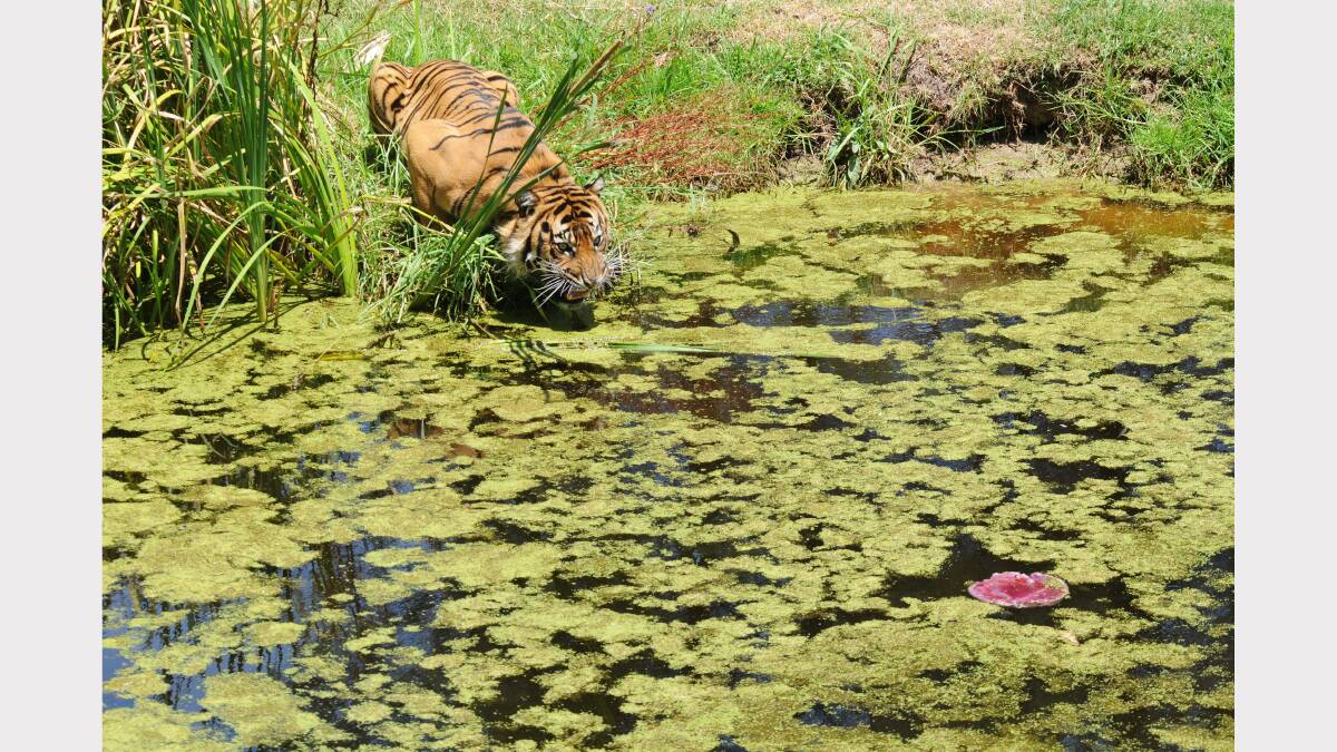 Satu the Sumatran tiger cooling off at Taronga Western Plains Zoo. Photos Amy McIntyre.