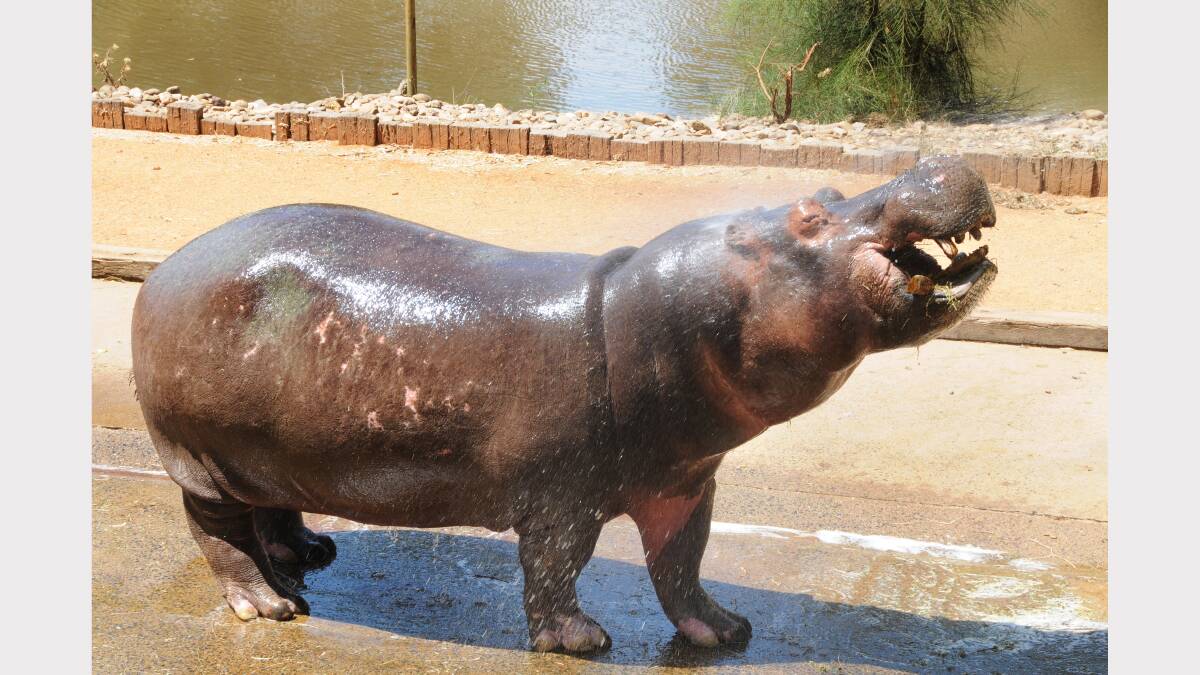 Mana the hippo enjoying a hose down at Taronga Western Plains Zoo. Photos Amy McIntyre.