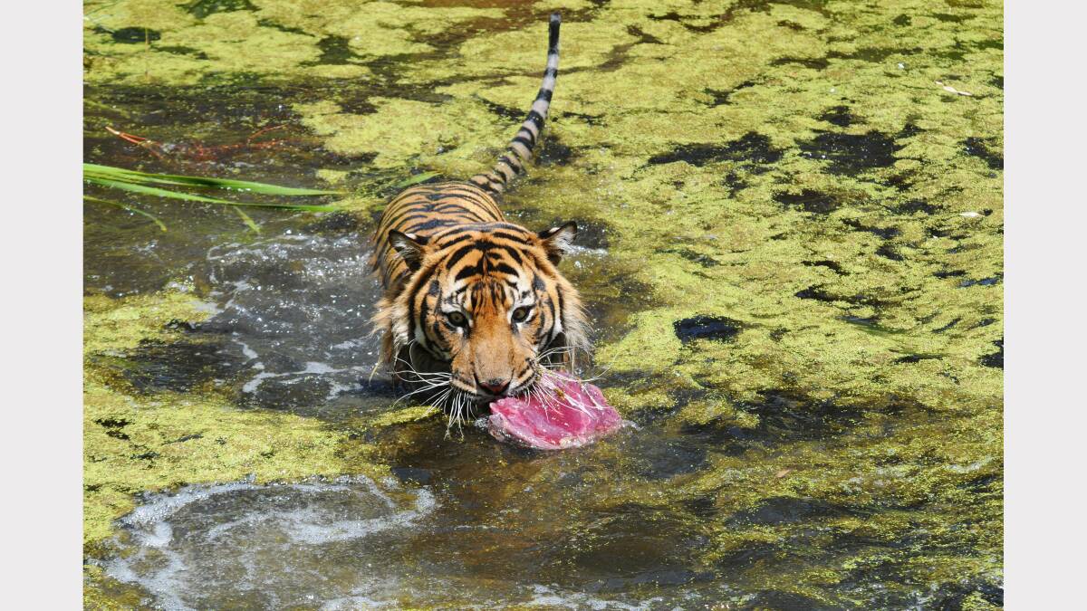 Satu the Sumatran tiger cooling off at Taronga Western Plains Zoo. Photos Amy McIntyre.