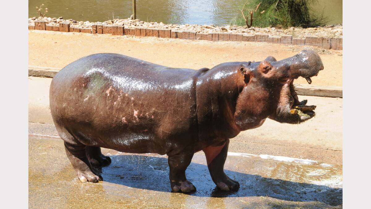 Mana the hippo enjoying a hose down at Taronga Western Plains Zoo. Photos Amy McIntyre.