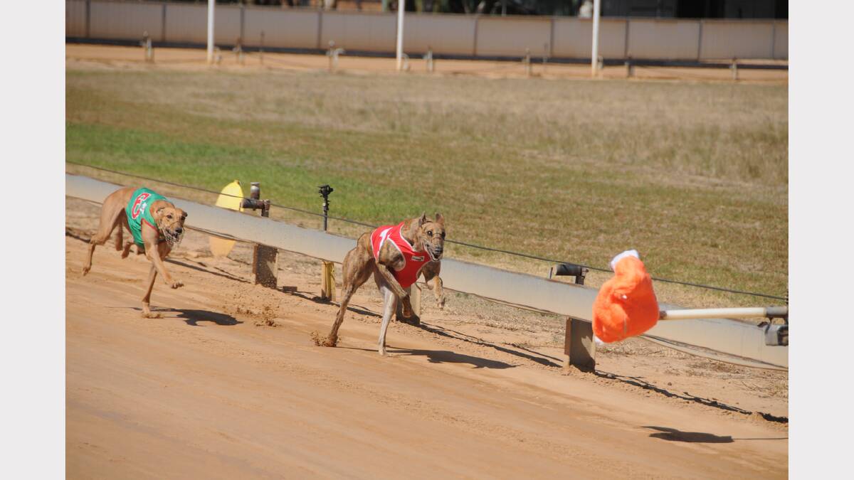 Wild Thing Tam took out the the Job Care Cleaning Stakes (400m) race at Dawson Park yesterday.			      Photos: AMY McINTYRE