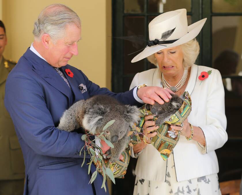 Prince Charles, Prince of Wales holds a koala called Kao whilst Camilla, Duchess of Cornwall holds a koala called Matilda at Government House on November 7, 2012 in Adelaide, Australia. Photo by Chris Jackson/Getty Images