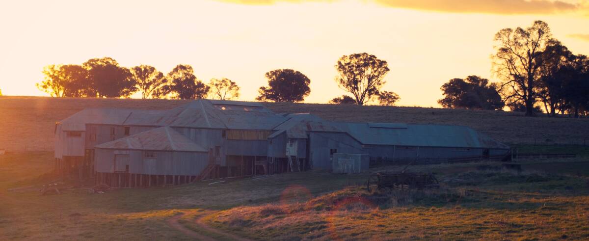 Built in 1886, the Old Errowanbang Woolshed will host an attempt to have 40 blade shearers working in unison on November 17.